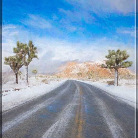 Joshua Tree's Beauty!  - Picture 11 of 16